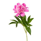 Paeonia Officinalis, Urtinktur oder Pflanzenextrakt BIO
