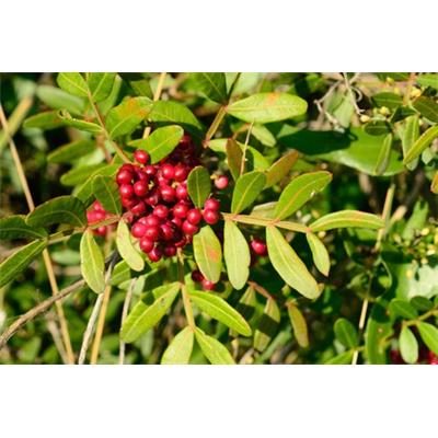 Pistacia Lentiscus-Mastix, Urtinktur oder Pflanzenextrakt BIO