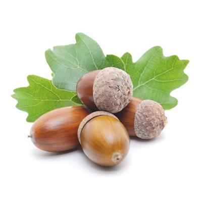 Quercus Robur-Eiche, sommer-, Knospen Glycerinmazerat BIO