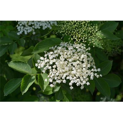 Sambucus Nigra-Schwarzer Holunder, Urtinktur oder Pflanzenextrakt BIO