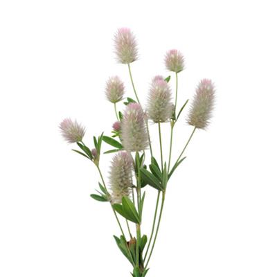 Trifolium Arvense-Glücksblume, Urtinktur oder Pflanzenextrakt BIO
