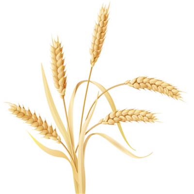 Triticum Vulgare, Urtinktur oder Pflanzenextrakt BIO