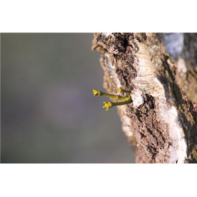 Viscum album-Mistel, weisse, Knospen Glycerinmazerat BIO