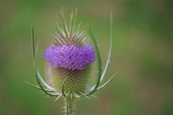 Dipsacus fullonum, Urtinktur oder Pflanzenextrakt BIO
